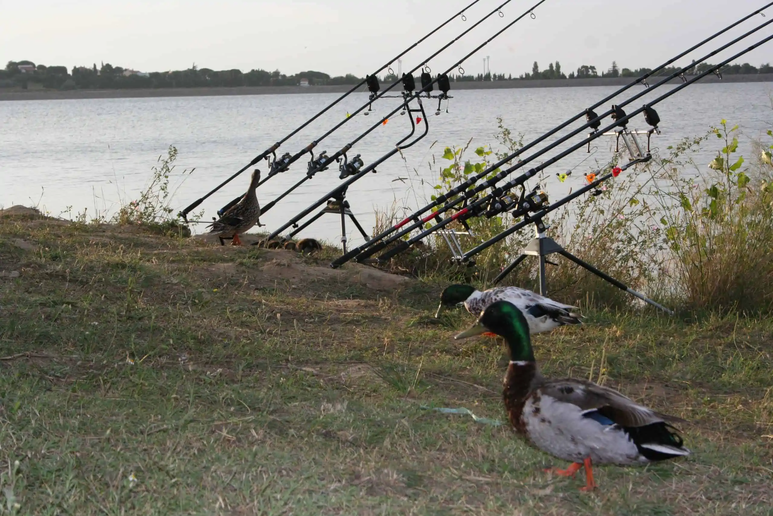 Westin Soldes -Westin Soldes canne a carpe 2 brins scaled 1